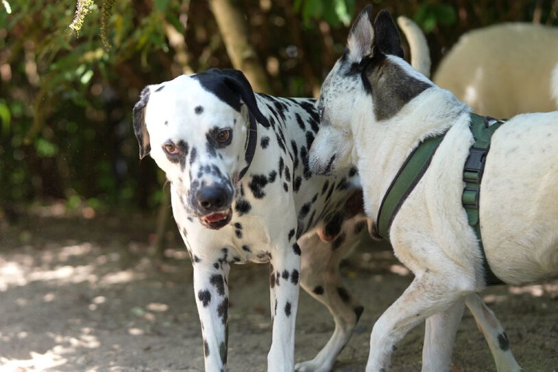 Zwei Hunde spielen gemeinsam in der Hundetagesstätte