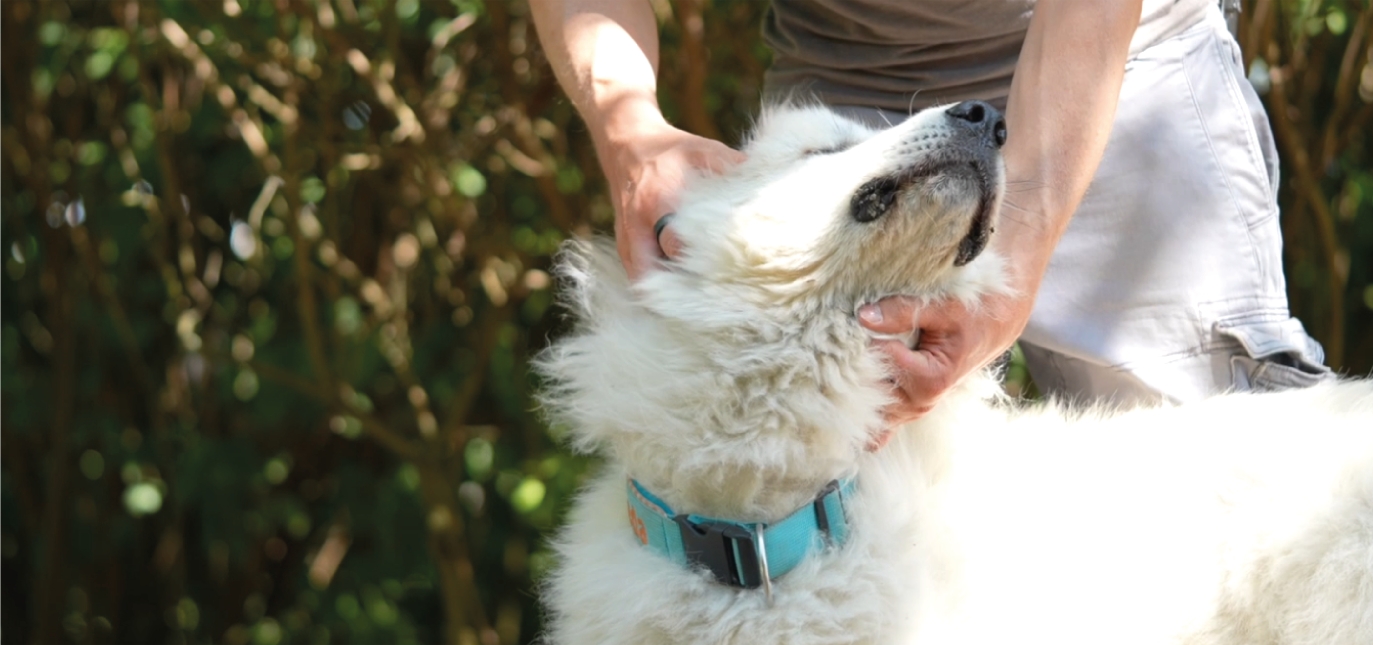 Hund genießt intensives Kraulen