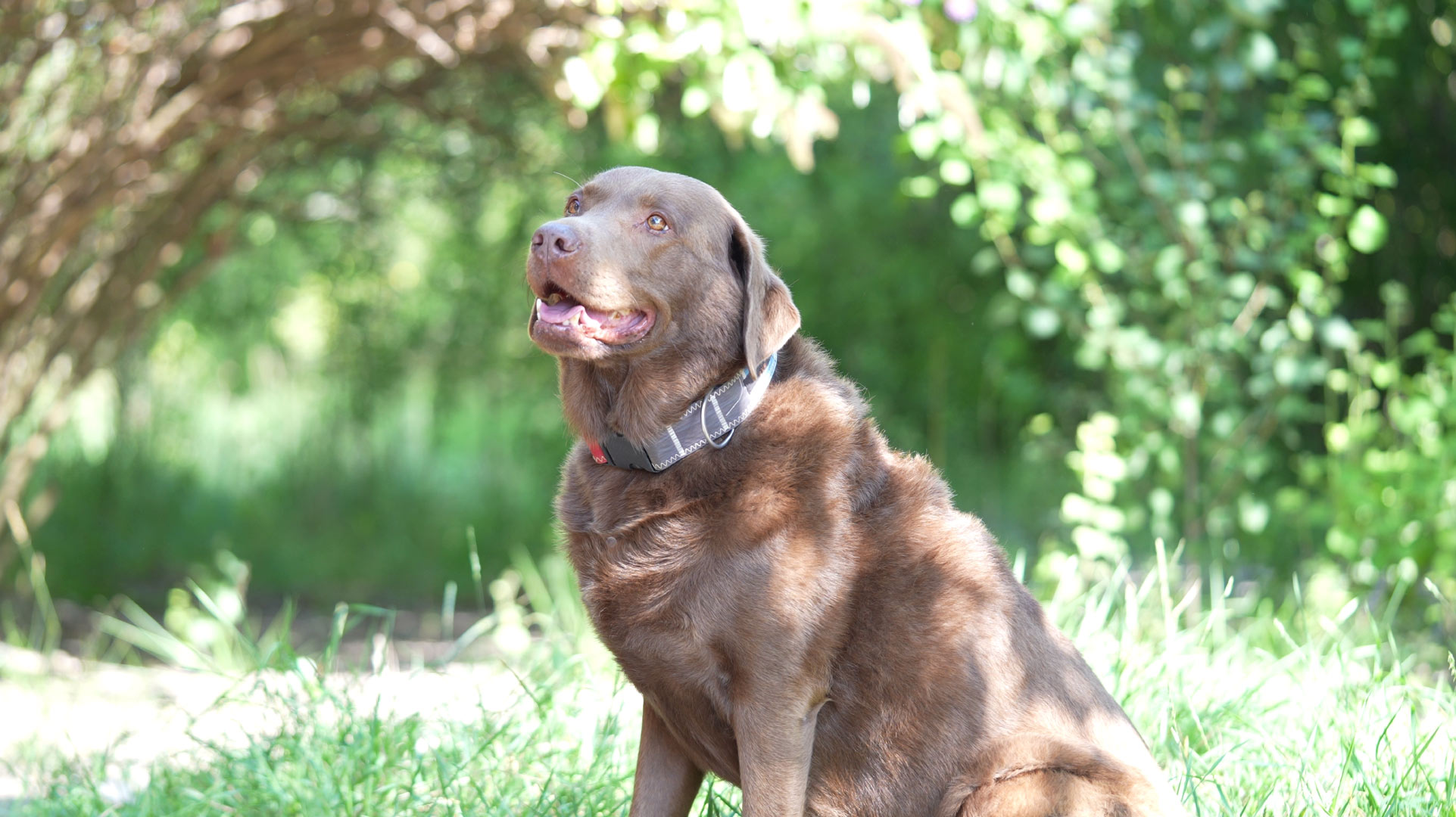 Brauner Labrador schaut aufmerksam