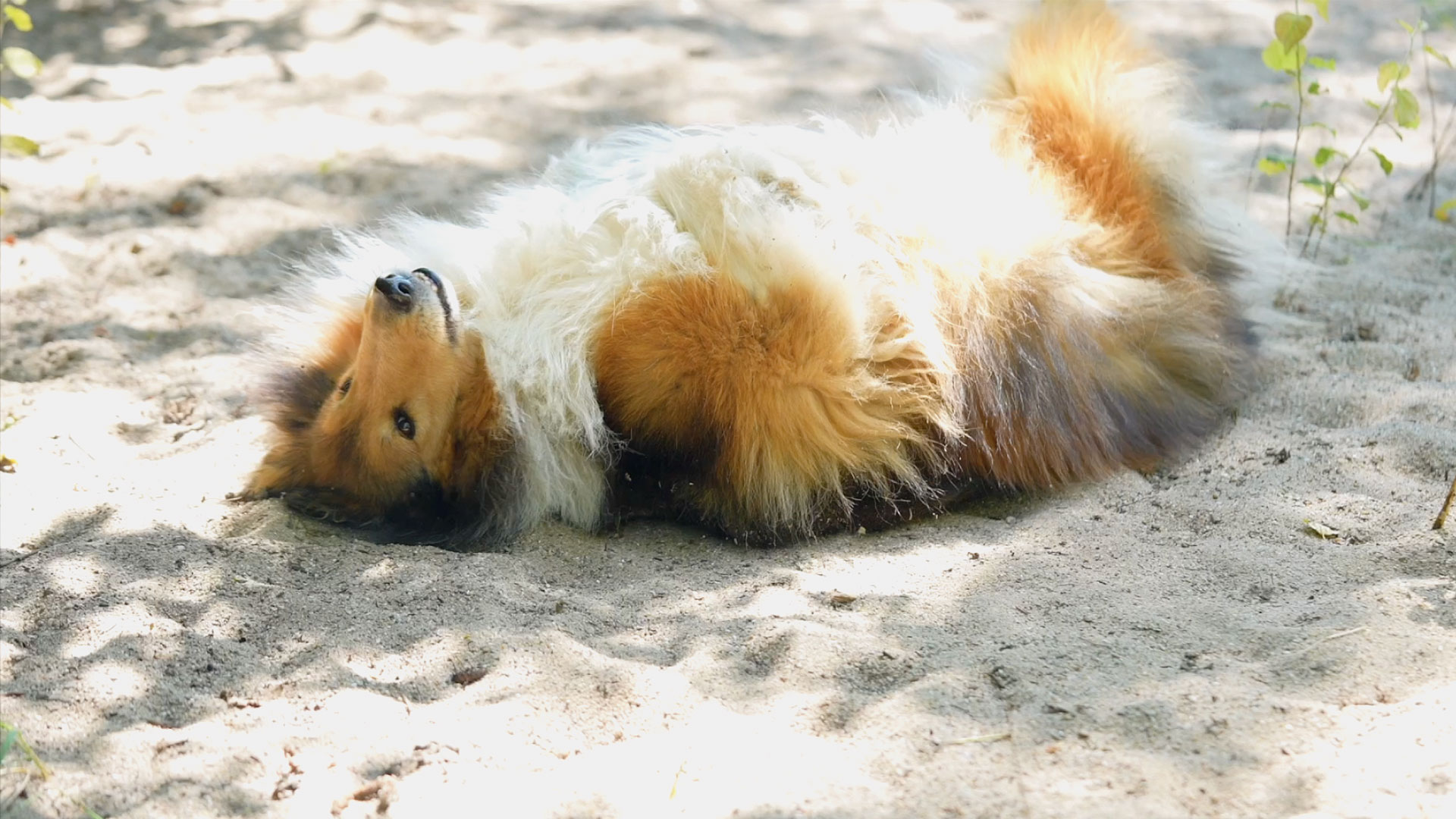 Hund wälzt sich im warmen Sand