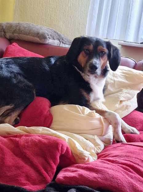 Hund liegt in den weichen Kissen