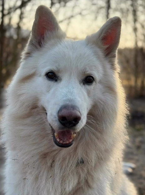 Hund schaut aufgeweckt in die Kamera