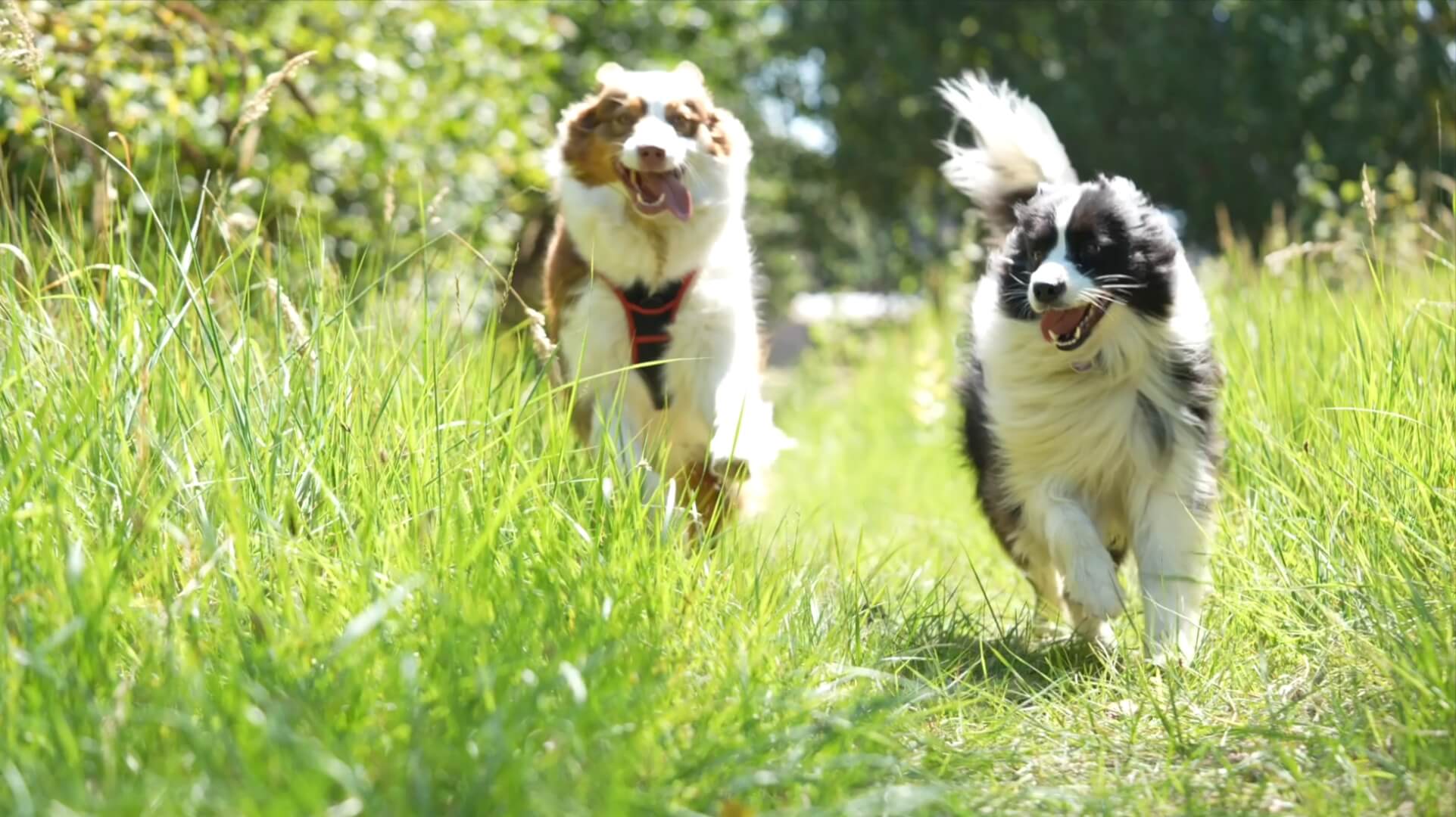 Zwei Hunde rennen glücklich über eine grüne wiese