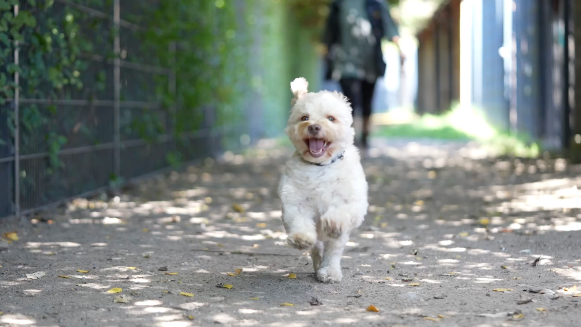 Hund rennt glücklich in die Huta