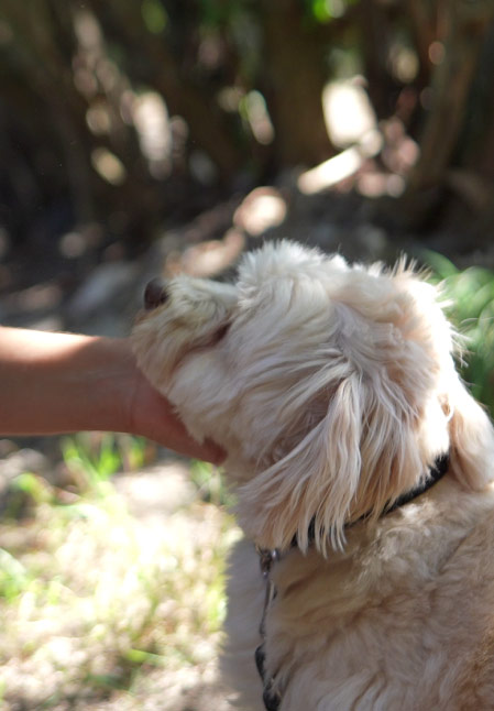 Hund lässt sich von Teammitglied von Jimmys Huta kraulen