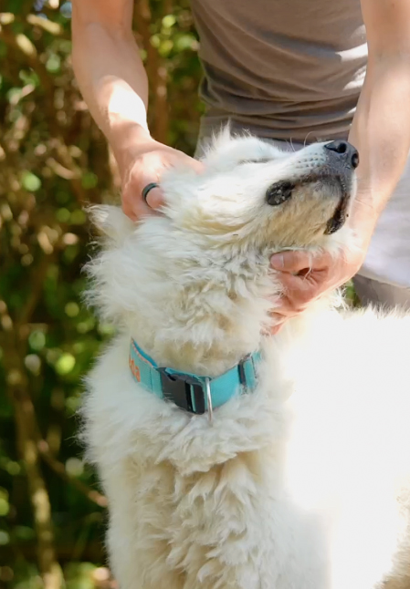 Hund wird hinter dem Ohr gekrault