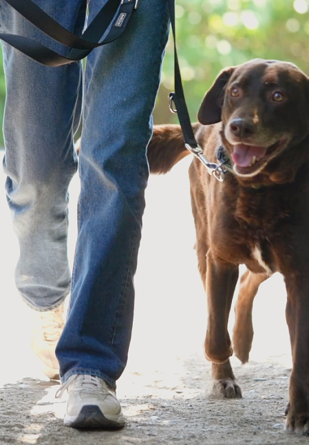 Brauner Labrador wird an der Leine geführt